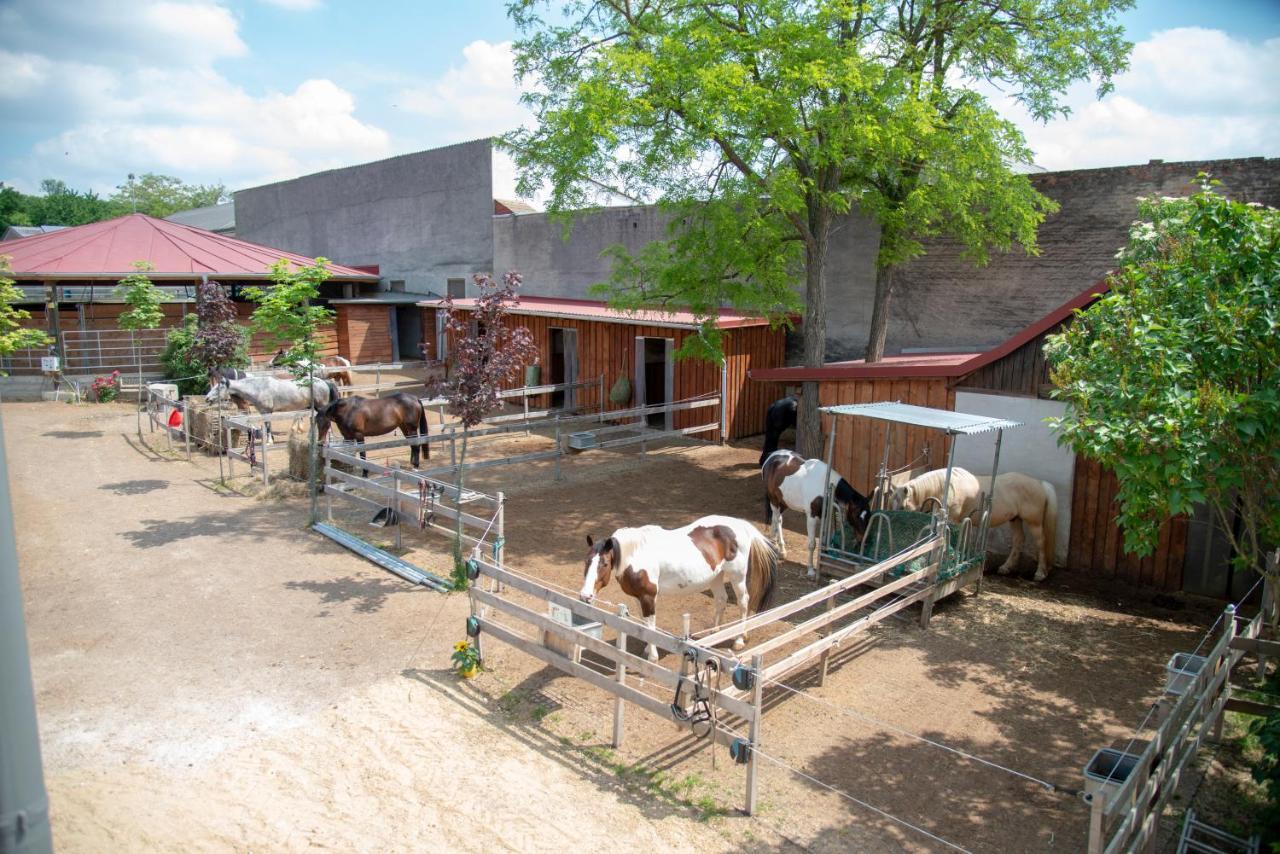 Deutsch Haslau Ranchzimmer Am Hippo-Campus Reit- Und Therapiezentrum المظهر الخارجي الصورة